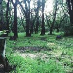 Silent Hill P.T İndir – Full PC